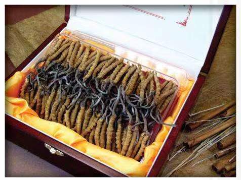 洋浦经济开发区冬虫夏草回收